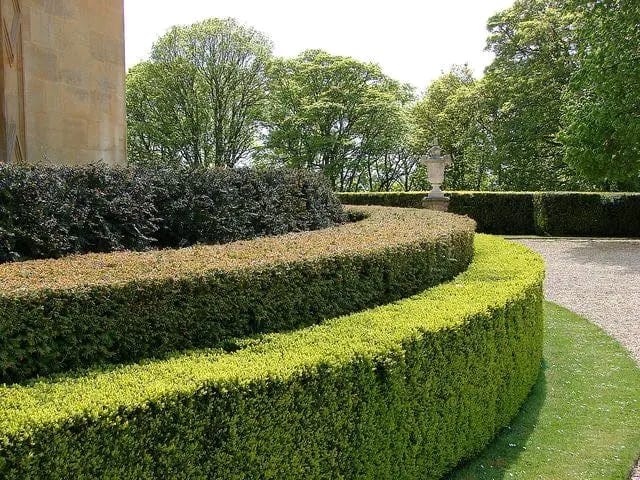 Hedge Trimming