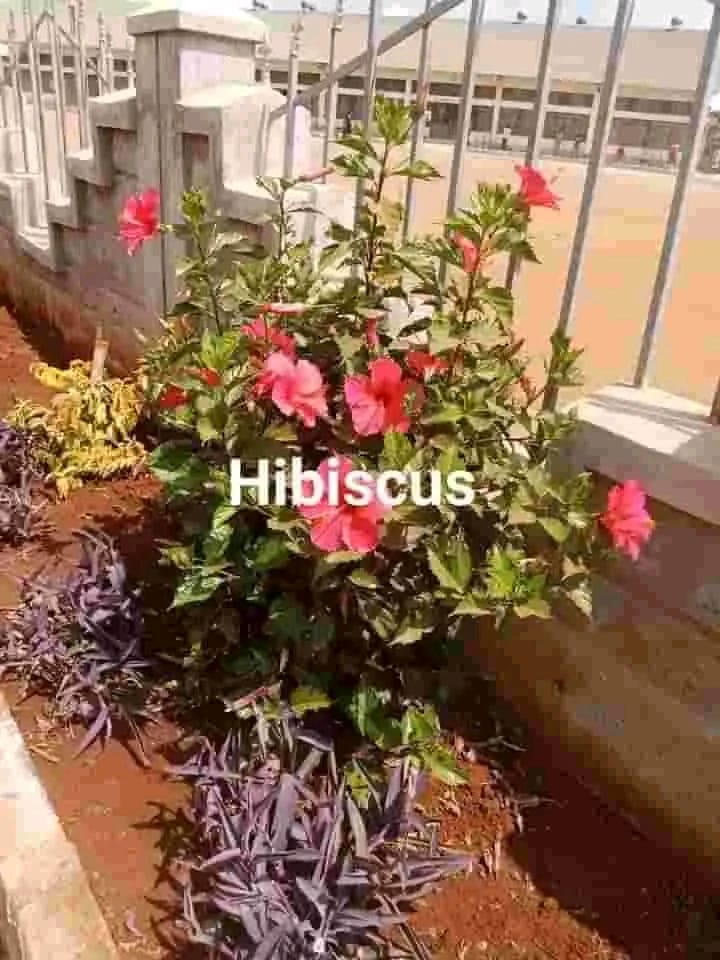 Hibiscus